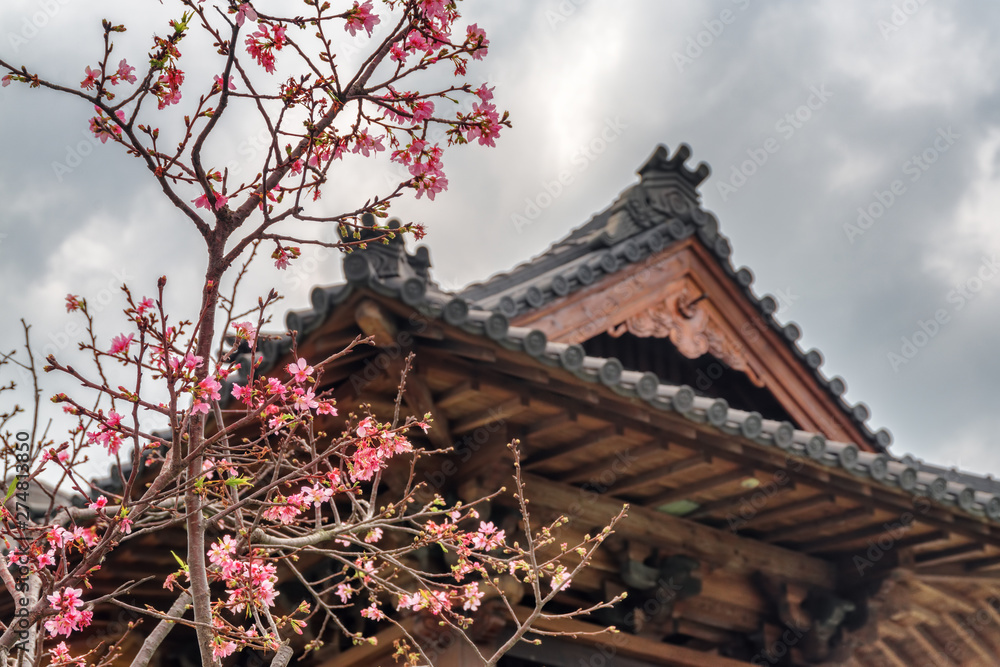 Cherry blossom tree and Japanese-style tile roof Cherry blossom tree and Japanese-style tile roof