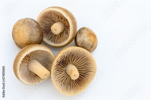 fresh mushrooms on white background