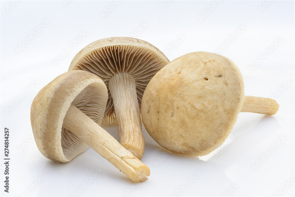 three freshly picked mushrooms