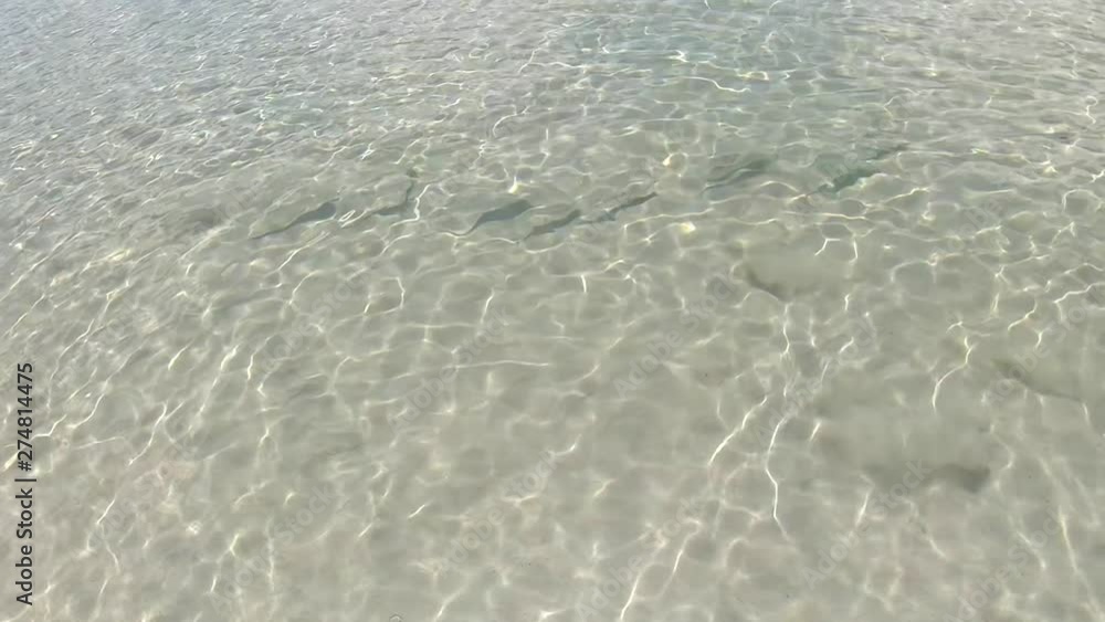 A school of fish track off the shoreline of the bay, beautifully playing in the moving crystal clear water Segment 2 of 4, is part of a larger clip cut into segments that when use together a full clip A school of fish track off the shoreline of the bay, beautifully playing in the moving crystal clear water Segment 2 of 4, is part of a larger clip cut into segments that when use together a full clip