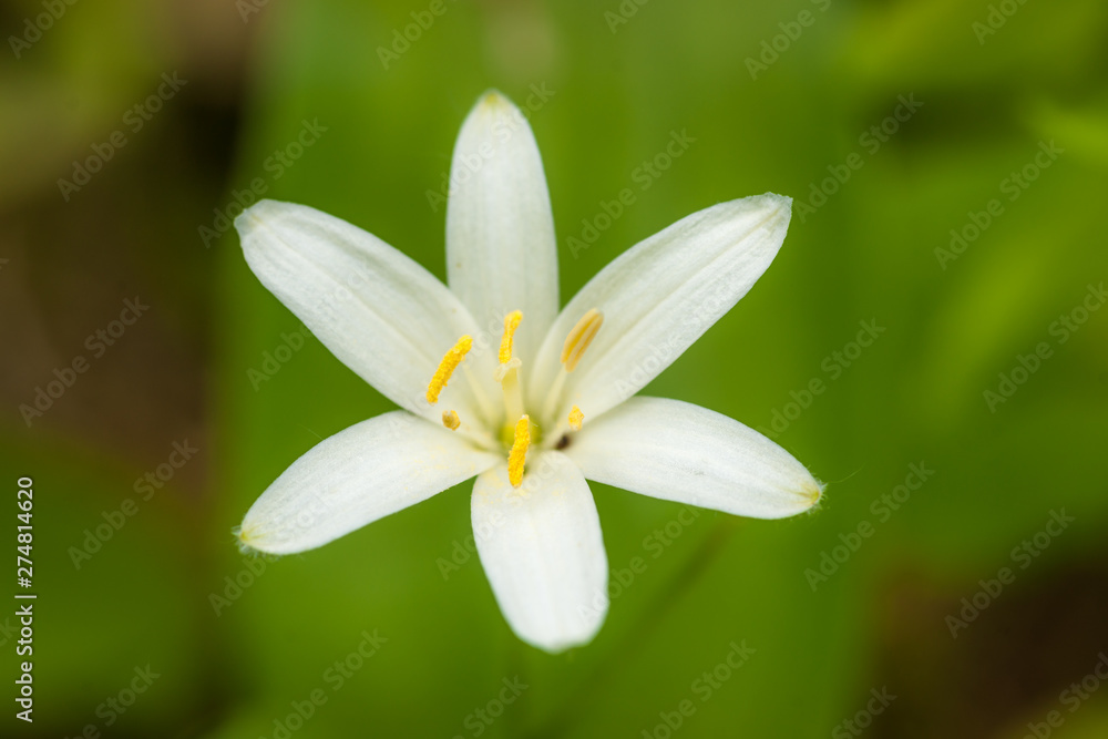 Six White Petals of Clintonia uniflora Six White Petals of Clintonia uniflora
