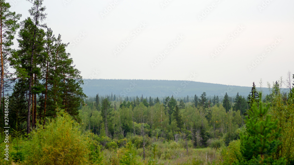 Panorama of the Yakut taiga forest with spruce and pine trees to the horizon from the mountain.