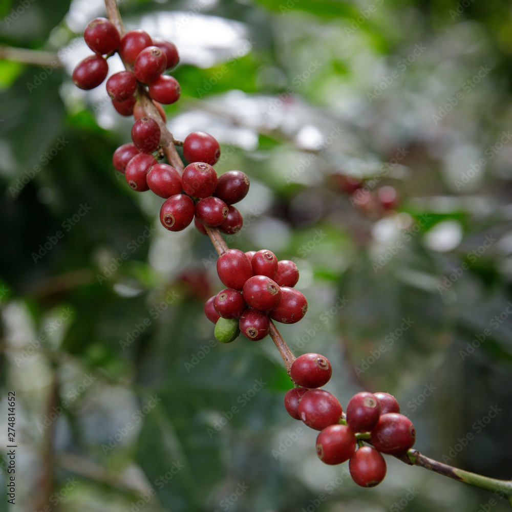 Coffee beans on tree in farm, Close up fresh organic red coffee on coffee tree, Coffee beans ripening on tree