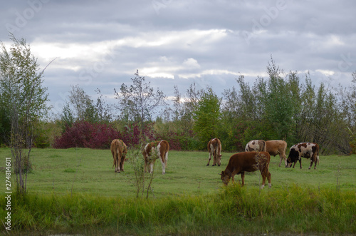 Small young bulls Yakut cows eat grass in a wild swamp in the Northern forests of the taiga and small trees.