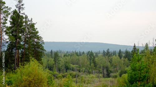 Panorama of the Yakut taiga forest with spruce and pine trees to the horizon from the mountain.