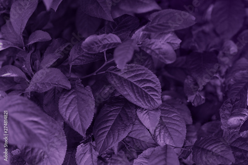 Purple leaf texture. Beautiful leaves texture background.