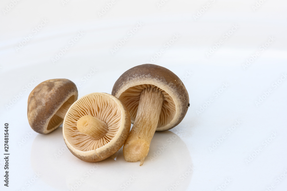 three mushrooms on white background three mushrooms on white background