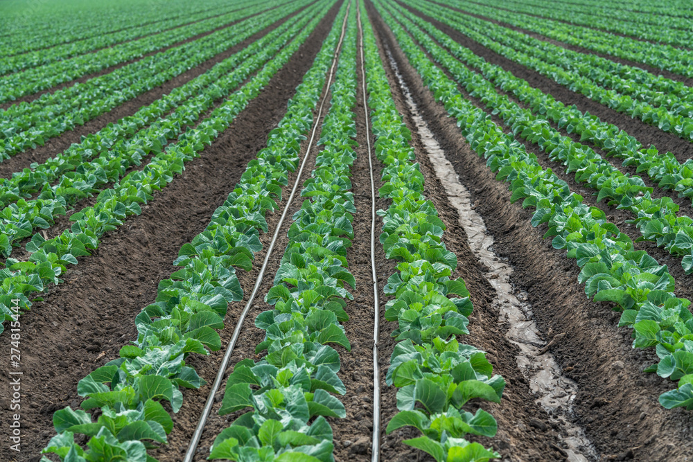 Rows of Young Plants in a Field. Agricultural Field of Cabbage Plant Rows of Young Plants in a Field. Agricultural Field of Cabbage Plant