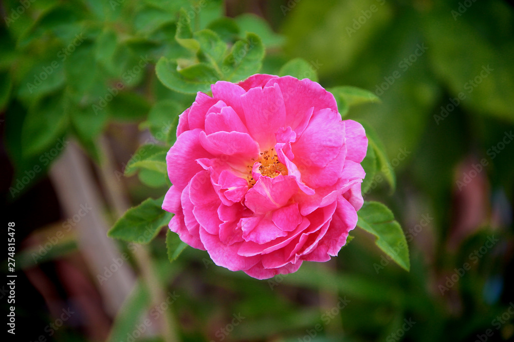 Single nature colorful flower sweet pink rose blooming in garden top view green leaf background Single nature colorful flower sweet pink rose blooming in garden top view green leaf background