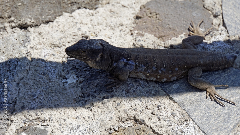 Fototapeta premium small grey lizard in teide park