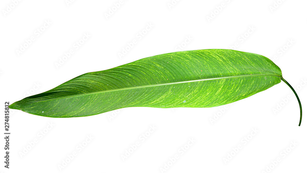 Fototapeta premium Heliconia variegated leaf isolated on white background with clipping path.