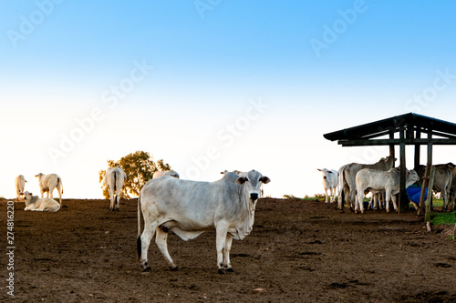 Nelore raised for fattening. Bovine originating in India and race representing 85% of the Brazilian cattle for meat production.