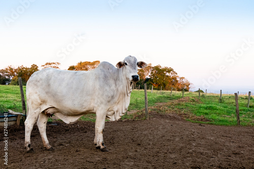 Fototapeta Naklejka Na Ścianę i Meble -  Nelore raised for fattening. Bovine originating in India and race representing 85% of the Brazilian cattle for meat production.