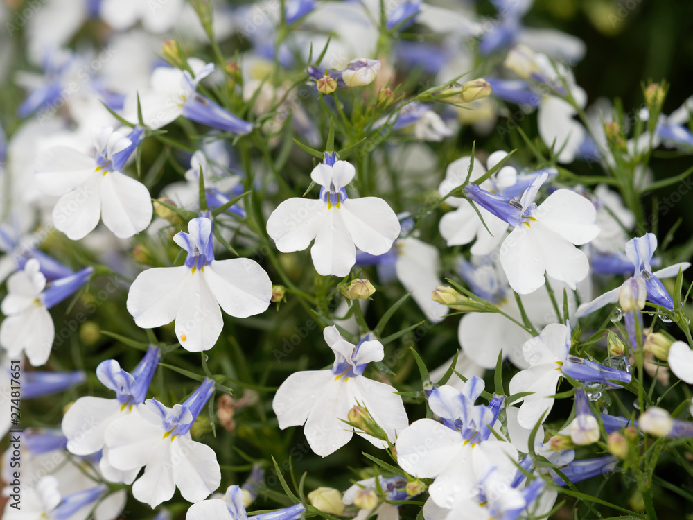 Fototapeta premium Lobelia erinus - Lobélies érines aux grappes de fleurs blanches avec un oeil jaune