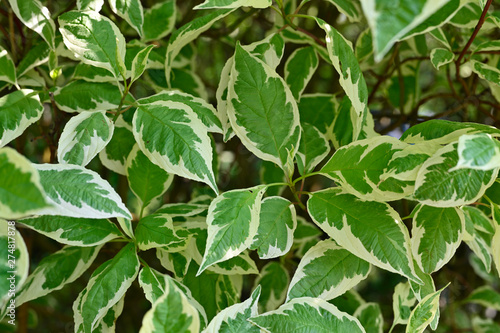 Ornamental leaves of a bush in detail. © lapis2380