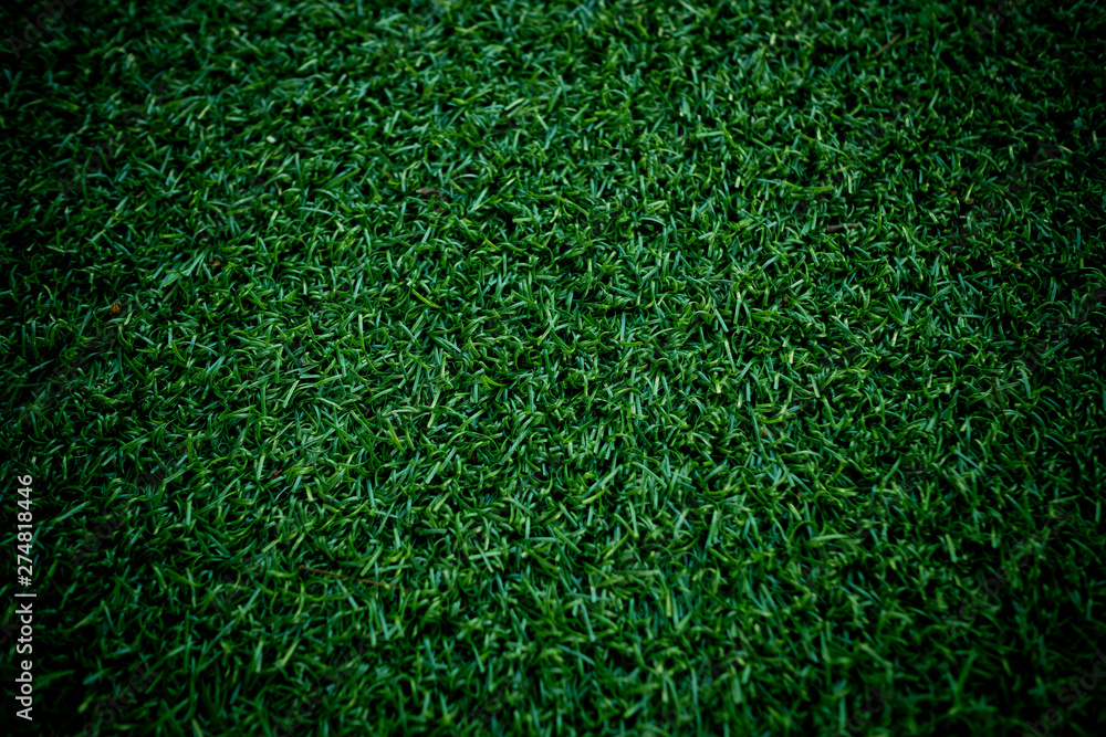 grass field background, green nature grass field background, green nature