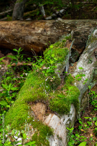 Mossy Log in Glacier National Park