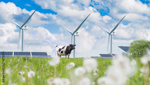 solar cell and cow