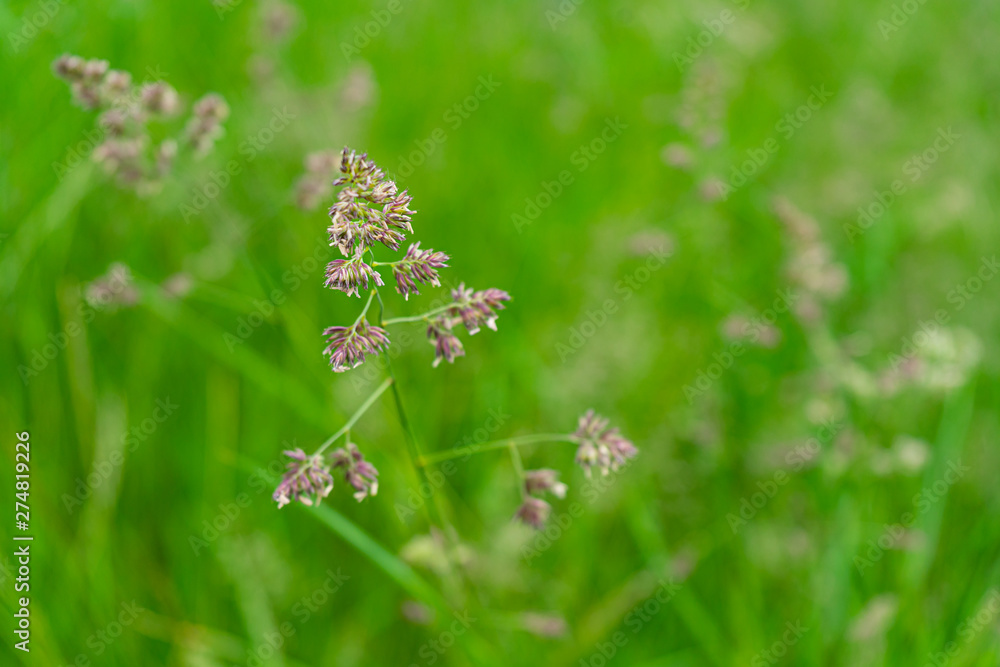 High grasses in closeup on a meadow High grasses in closeup on a meadow