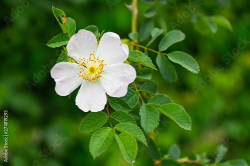 Beautiful white flowers on a green bush