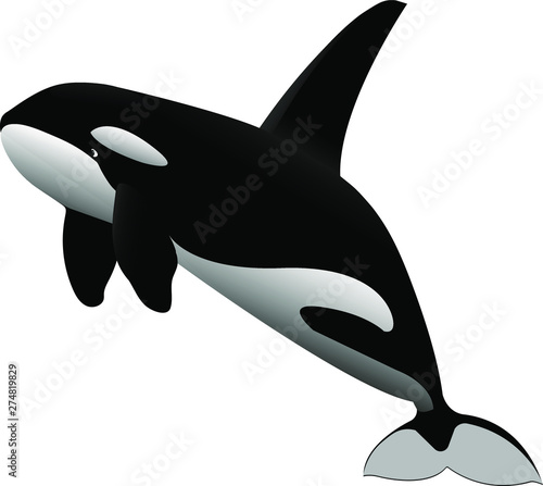 black & white young killer whale jumps out of the water vector illustration isolated on white background in clip art style