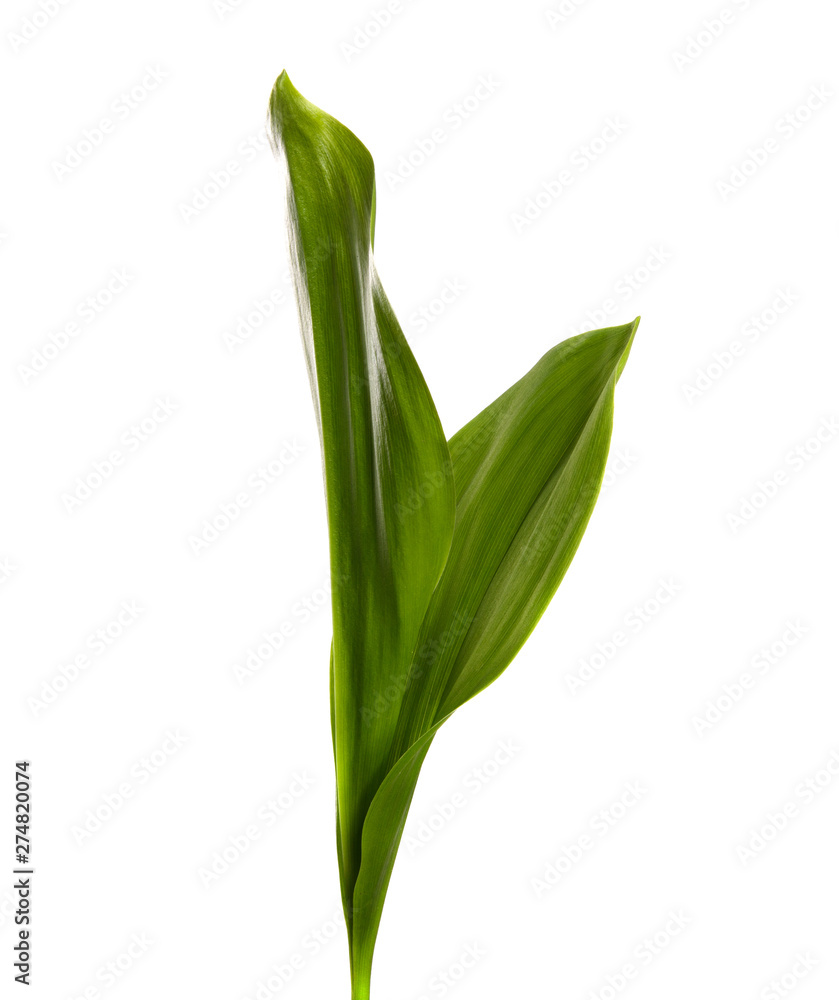 Lily of the valley leaves isolate. Green foliage of lily of the valley on a white isolated background. Lily of the valley leaves isolate. Green foliage of lily of the valley on a white isolated background.
