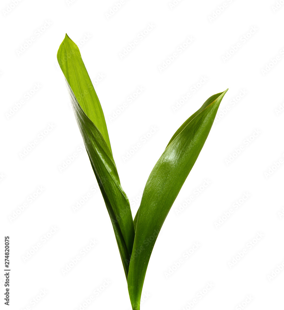 Lily of the valley leaves isolate. Green foliage of lily of the valley on a white isolated background. Lily of the valley leaves isolate. Green foliage of lily of the valley on a white isolated background.