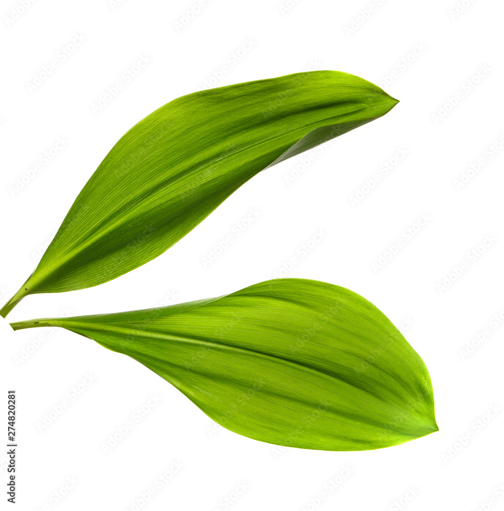 Obraz premium Lily of the valley leaves isolate. Green foliage of lily of the valley on a white isolated background.