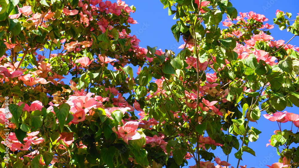 Dogwood tree with showy and bright pink biscuit-shaped flowers and green leaves on blue sky background close up. Dogwood tree with showy and bright pink biscuit-shaped flowers and green leaves on blue sky background close up.