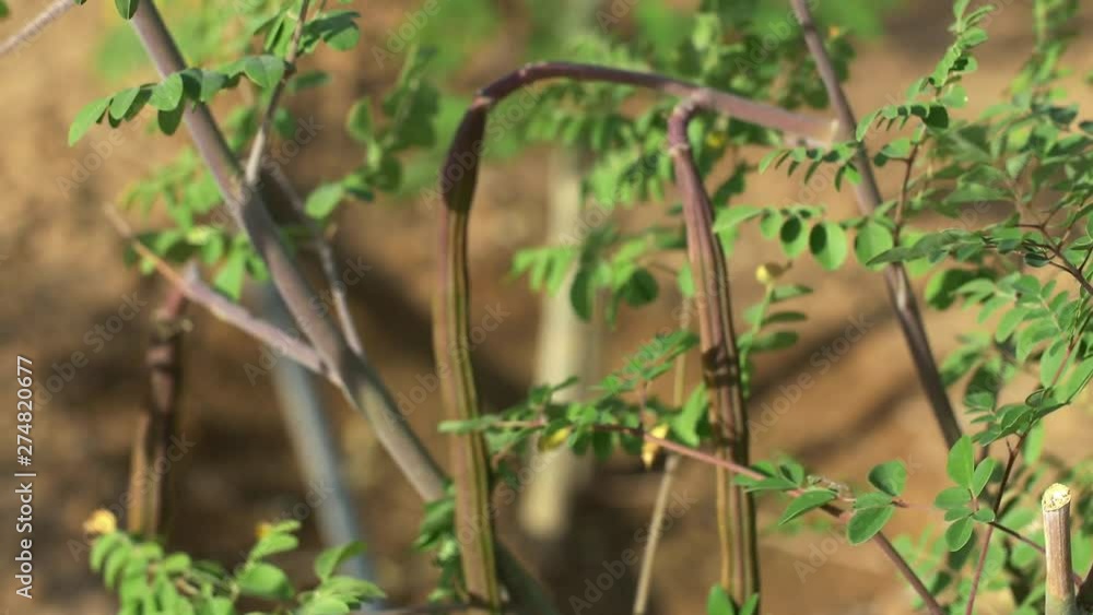 Long Moringa fruits close up