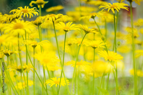 Summer sunny background - glade of yellow daisies. The concept of outdoor recreation  the beauty of summer nature. Shades of yellow and green colors.
