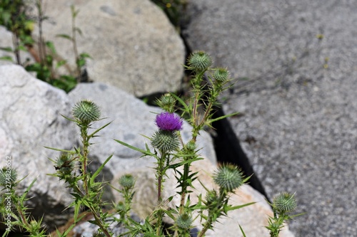 Thistle blossom on the roadside