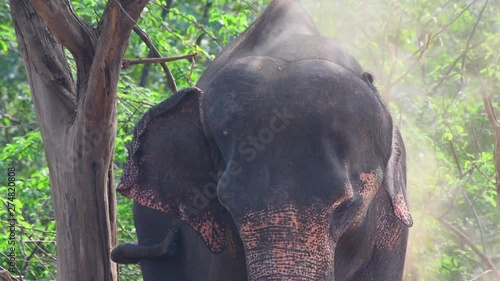 elephant throwing mud on it's self green tree background , india photo