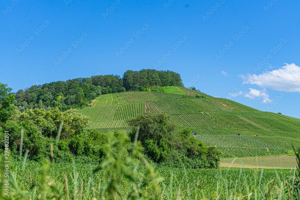 Vineyard in the distance in front of blue sky
