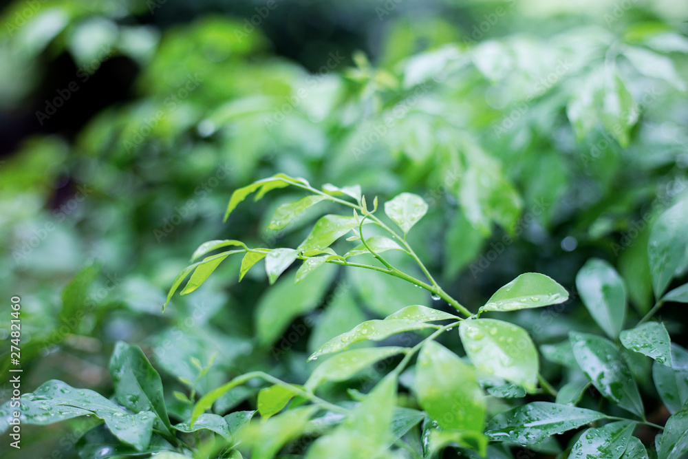 Obraz premium Leaves wet in rainy season.