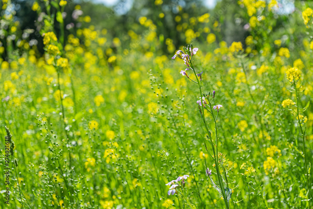 Fototapeta premium Field with grasses and yellow flowers