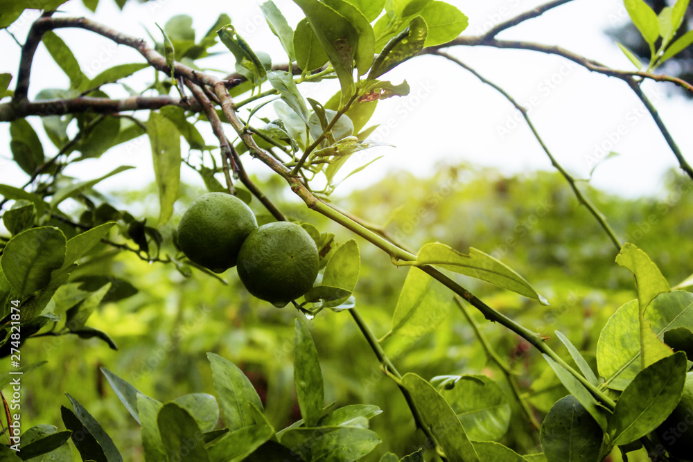 Lemon on tree in rainy season.