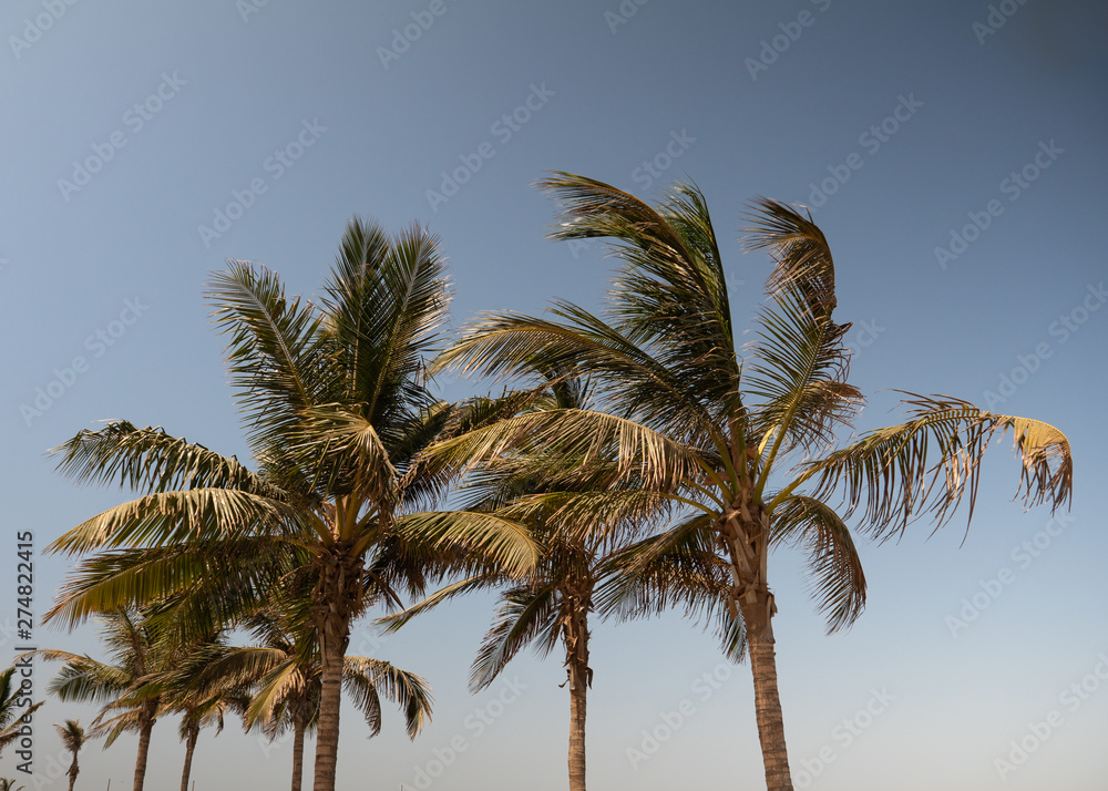 Palm trees in Jeddah Corniche, Western Saudi Arabia Palm trees in Jeddah Corniche, Western Saudi Arabia