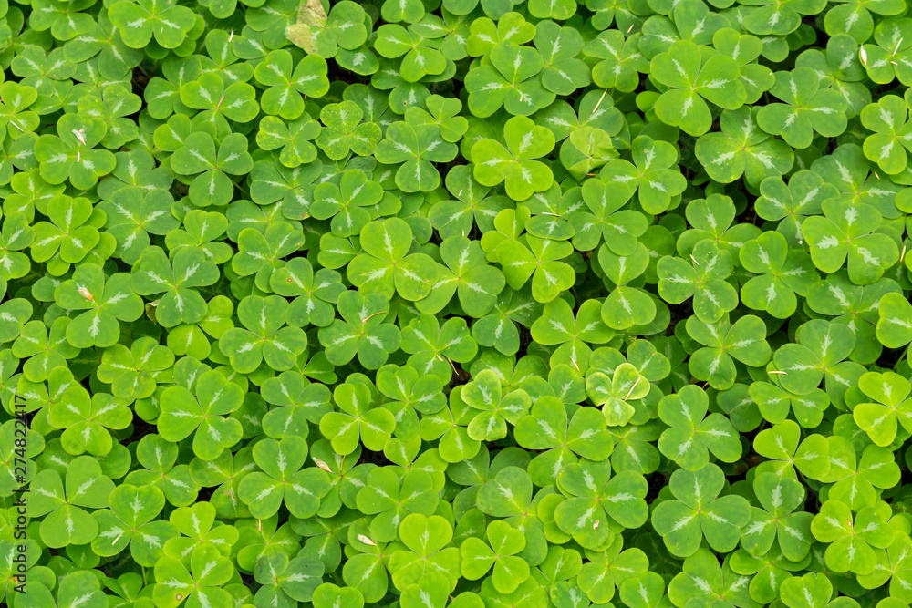 Close-up of a forest ground entirely covered with a multitude of lush green clover Close-up of a forest ground entirely covered with a multitude of lush green clover