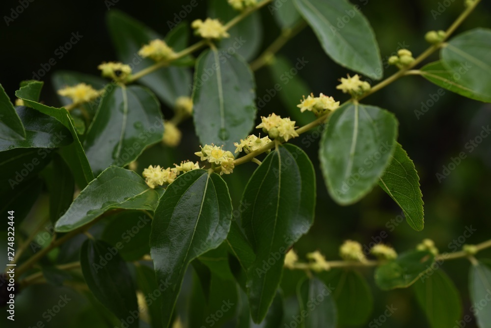 Obraz premium Jujube bloom yellow-green flowers in early summer and can harvest nutritious fruits in autumn.