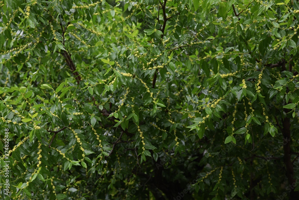 Jujube bloom yellow-green flowers in early summer and can harvest nutritious fruits in autumn. Jujube bloom yellow-green flowers in early summer and can harvest nutritious fruits in autumn.