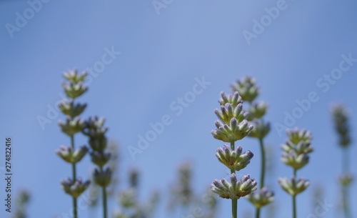 Beautiful and delicate lavandula flowers close up on blue sky background. Lavandula angustifolia (lavender most commonly true lavender or English lavender.