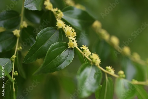 Jujube bloom yellow-green flowers in early summer and can harvest nutritious fruits in autumn. © tamu