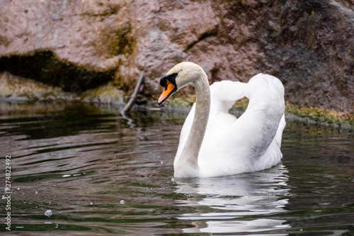White swan swim in water scene