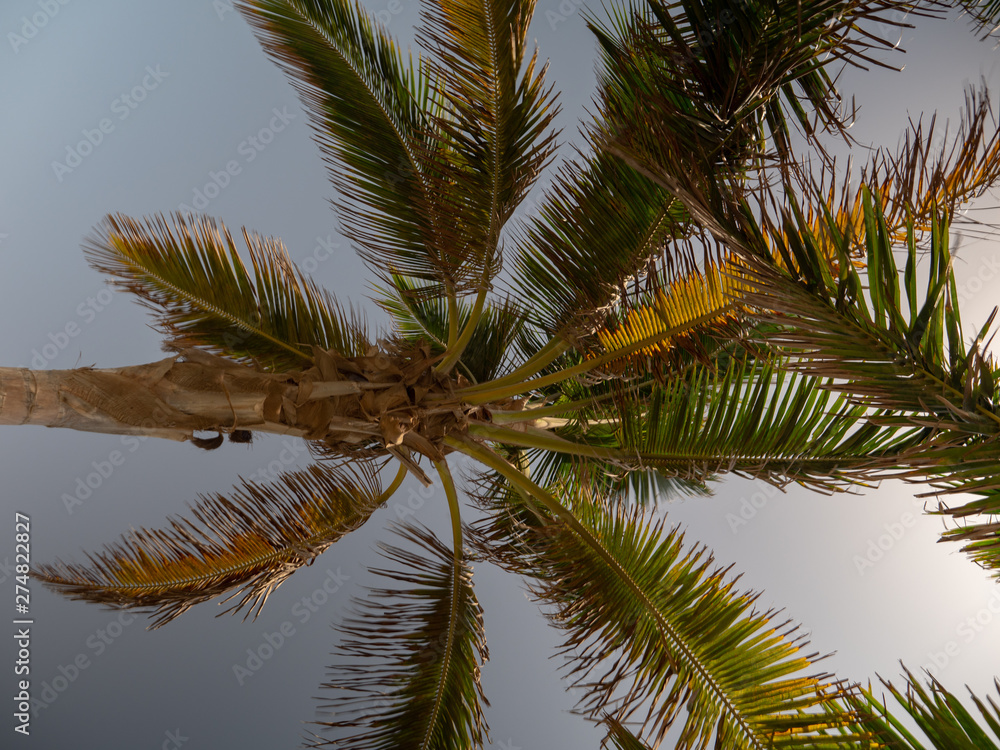 Palm trees in Jeddah Corniche, Western Saudi Arabia Palm trees in Jeddah Corniche, Western Saudi Arabia
