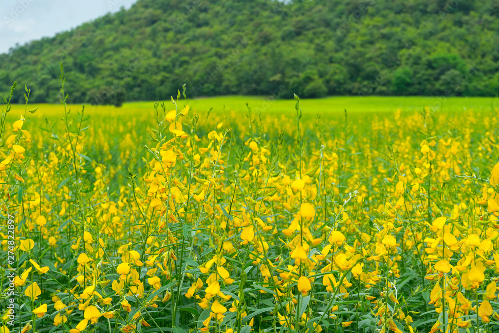beautiful field of Sesbania yellow flower and green mount in the background. 