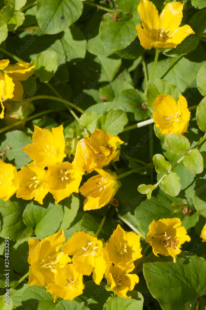 Lysimachia nummularia flowering, close up shot Lysimachia nummularia flowering, close up shot