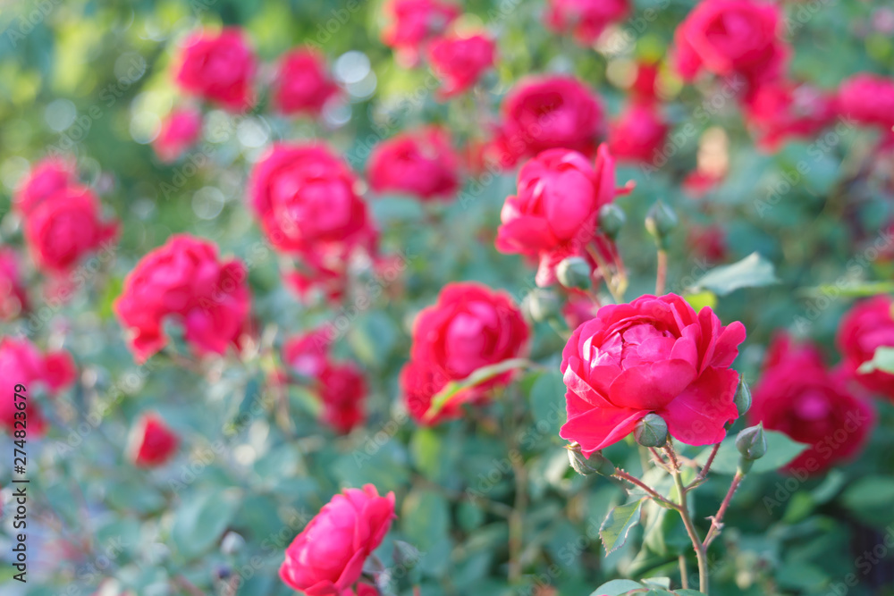 Many bushes of scarlet garden roses in spring Many bushes of scarlet garden roses in spring