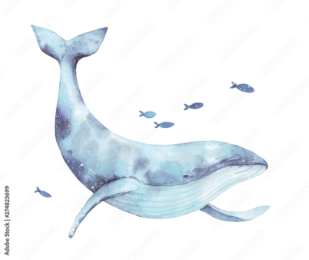 Fototapeta Płetwal błękitny akwarela ilustracja na białym tle. Duży dziki podwodny zwierzę piękny niebieski fiołek biały akwarela wieloryb ballena malowanie. Ssak morski lub oceaniczny pływanie zwierząt wodnych.