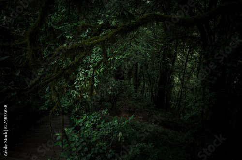 A passage in the forest with dark horrors lurk dangers.